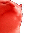 HYPERCATJAM emote