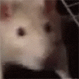 ratJAM - 112x112