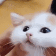 catChill emote