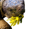 terryJAM emote