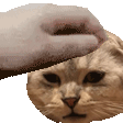 PETTHENELSON emote