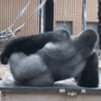 gorillaScratch emote
