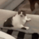CatLickMad