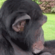 chimpJAM emote