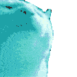 HYPERCATJAM emote
