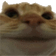 catNope