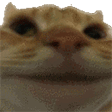 catNope emote