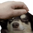 PETTHELOBINHO emote