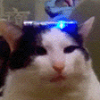 BCat emote