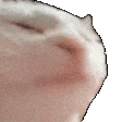 catJAM emote