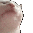BetterTTV - catJAM by exoboo