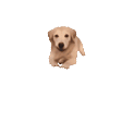 doggoArrive emote