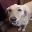 BUDDADOG emote