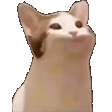 popCat emote