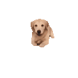 dogArrive emote