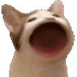 Bwop emote
