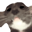 AREYOUAGIRL emote