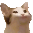 pauseCat emote