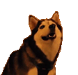 dogHuh emote