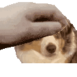 PetTheEli emote