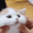 CatBup emote