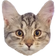 pcpPeepoKitty