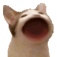 popCat emote