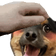PETTHEYION