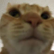 WeirdChamp emote