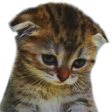SadCat emote