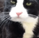 catLick
