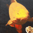 fishBreakfast emote