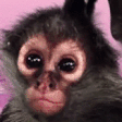 BRUHMM emote
