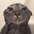 WetCat emote