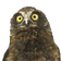 owlJAM