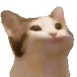 popCat emote