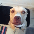 dogShake emote