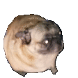 pugPls emote