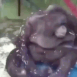 monkeFall emote
