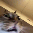 heCrazy emote