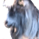 goatJAM