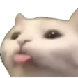 catBleh emote