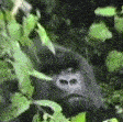 monkE emote