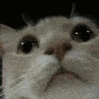 modCheck emote