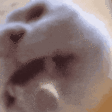 FunnyCatTastingTHEWATER2 emote