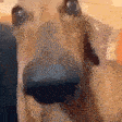 DogLookingSussyAndCute emote