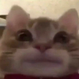 GATITO emote