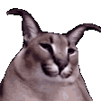 floppaJAM emote