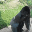 GorillaSpin emote