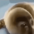 SADSEAL emote